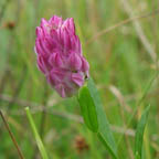 field milkwort