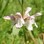 hyssop hedge-nettle