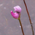 resupinate bladderwort