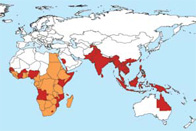 This map from 2007 shows areas infested with the mosquito that carries the dengue virus (orange) and areas with both the mosquito and dengue epidemic activity (red). Centers for Disease Control and Prevention