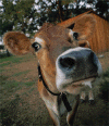 Cow Head.gif (179780 bytes)