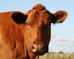Photo of a cow