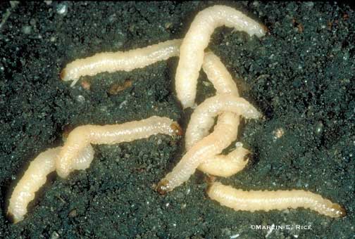 Corn rootworm larvae. (Marlin E. Rice)