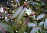 Rhododendron leaf blight