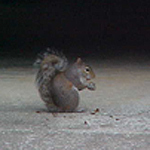 Upclose squirrel enjoying his acorn meal.