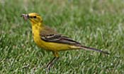 yellow wagtail