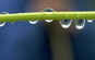 Image of water drops on branch.