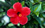 Image of Hawaiian flora.