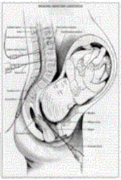Diagram of Fetus