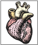 Graphic of the Heart