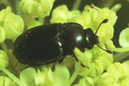 pollen beetle