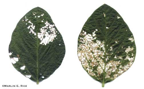 Japanese beetle injury showing net-like holes in the upper leaf, but the round holes in the bottom left of the left leaf were caused by bean leaf beetles. (Marlin E. Rice)