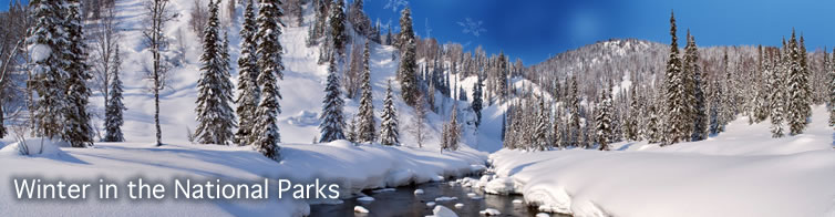 Snow covered creek bank and trees on the side of a mountain