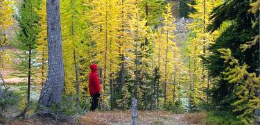 East side larch display in late September