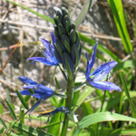 camas plant