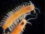 photo of dorvellid worm