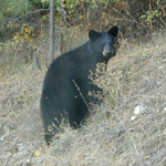 Black bear on grassy hillside.