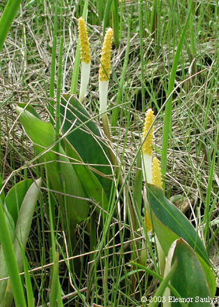 Orontium aquaticum