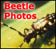 Beetle Photos
