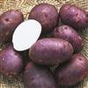 Potato, Purple Viking