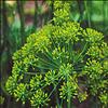 Herb, Grandma Einck's Dill