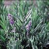 Herb, English/True Lavender