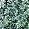 Herb, Greek Oregano