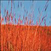 Plant, Big Bluestem