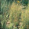 Plant, Little Bluestem