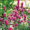 Plant, Purple Prairie Clover