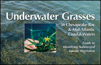 Underwater Grasses book cover