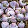 Garlic, Siberian