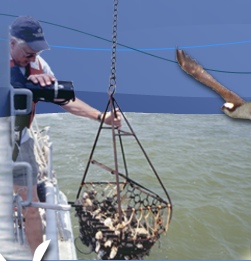 Man pulling up oysters in a large basket onto a boat