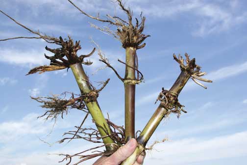 Severe damage by corn rootworm larvae