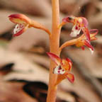 spotted coralroot