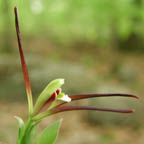 whorled pogonia