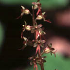 heart-leaved twayblade