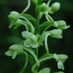 green wood orchid