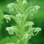 pale green orchid