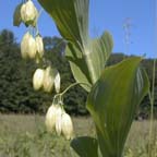 smooth Solomon's-seal