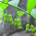 hairy Solomon's-seal