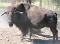 Bison farming