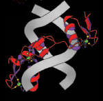 The structure of a gene-regulating zinc finger protein bound to DNA. Courtesy of Jeremy M. Berg.