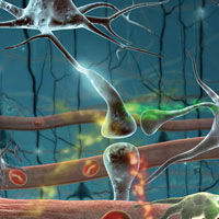 Illustration of nerve signaling in the brain showing the interaction of nerve cells, blood vessels, and molecules like glucose and oxygen. Courtesy of Neal Prakash and Kim Hager, University of California, Los Angeles.