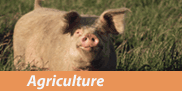 Agriculture: photo of a pic
