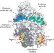 Finding the Controls of a Go-To Enzyme