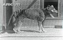 Thylacine with mouth agape