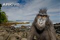 Crested black macaque at coast