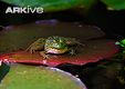 Ramsey Canyon leopard frog on lily pad