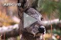 Siberian musk deer - overview